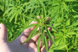 Die faszinierende Welt des Cannabisöls: Von Herstellung bis Anwendung